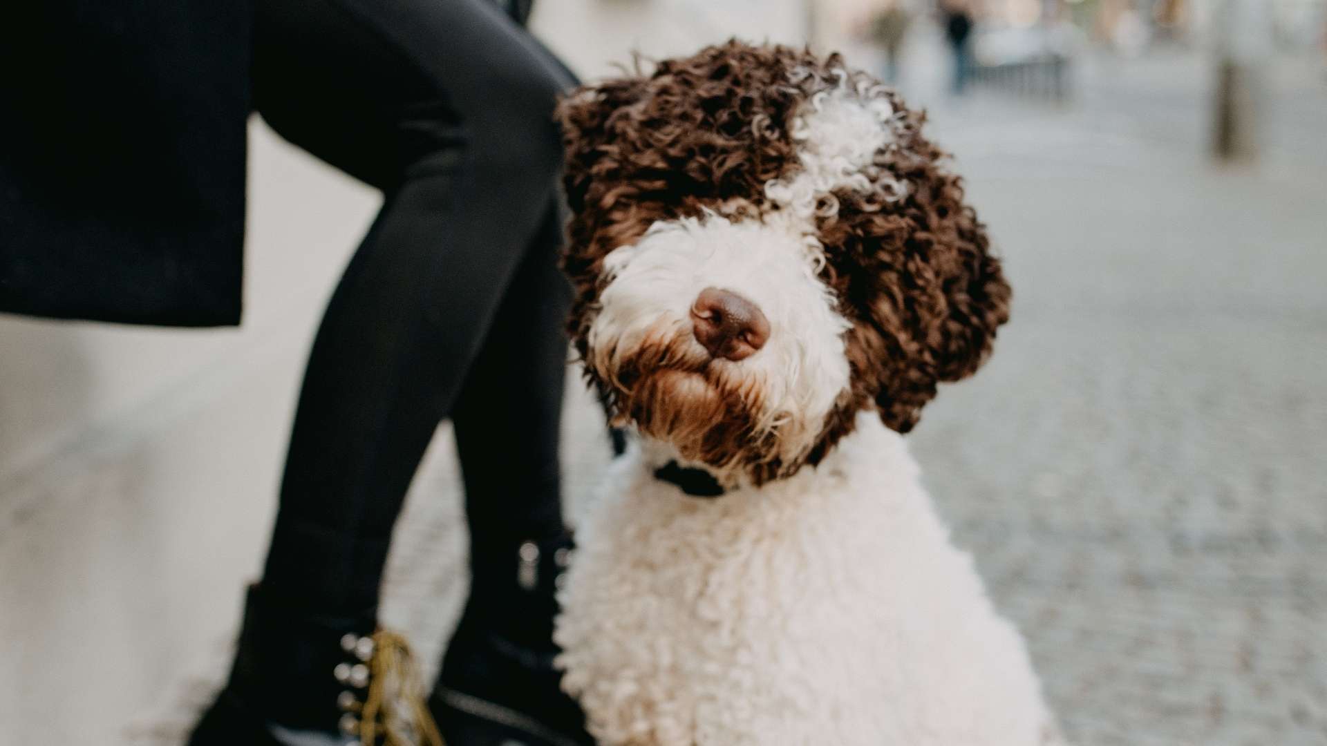 Lagotto Romagnolo